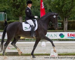 dressage horse Purble Sun (German Sport Horse, 2009, from Sir Donnerhall I)