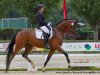 dressage horse Dan Roy (Oldenburg, 2011, from Dancier)