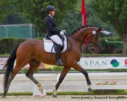 dressage horse Dan Roy (Oldenburg, 2011, from Dancier)