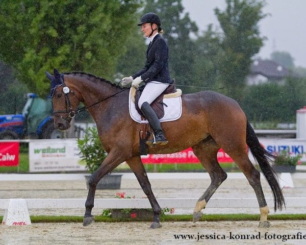 broodmare Finesse 343 (Oldenburg, 2010, from Flanagan)