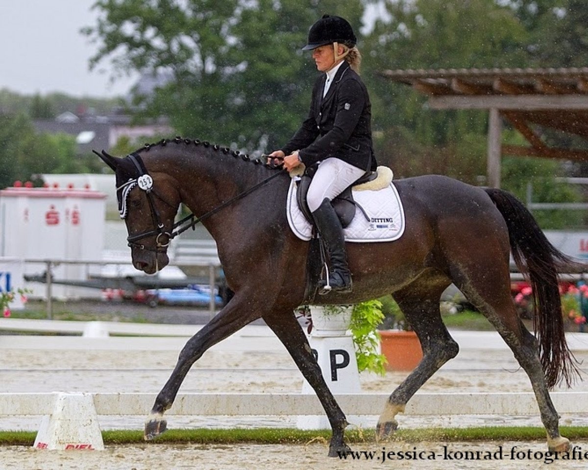 dressage horse Summer Breeze 4 (Württemberger, 2010, from San Amour I)