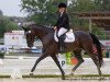 dressage horse Summer Breeze 4 (Württemberger, 2010, from San Amour I)