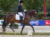 dressage horse Treffinger's Standing Ovation (Oldenburg, 2011, from Surprice)