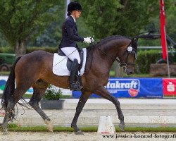 dressage horse Treffinger's Standing Ovation (Oldenburg, 2011, from Surprice)