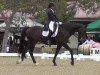 dressage horse Wilton 11 (KWPN (Royal Dutch Sporthorse), 2003, from Jazz)