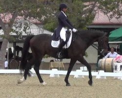 dressage horse Wilton 11 (KWPN (Royal Dutch Sporthorse), 2003, from Jazz)