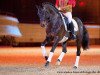 stallion Don Girovanni (German Sport Horse, 2004, from Diamond Hit)