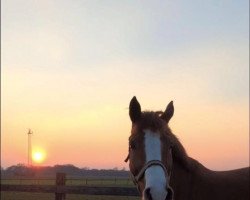 horse Kleiner Kobold (German Warmblood, 2003, from Dancing Gigolo)