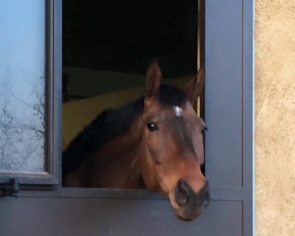 dressage horse David Brown (Hanoverian, 2006, from Don Frederico)