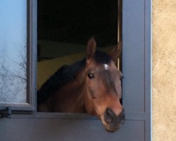 dressage horse David Brown (Hanoverian, 2006, from Don Frederico)