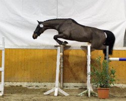 jumper Percy Stuart 11 (Hanoverian, 2012, from Peking)