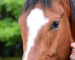 dressage horse Findus F. (Westphalian, 2011, from Florenciano 6)