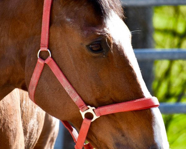 Pferd Kentucky de la Geode (Selle Français, 1998, von Papillon Rouge)