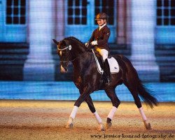 stallion Dressage Noir (Hanoverian, 2011, from Dancier)