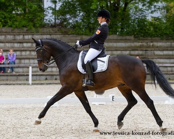 dressage horse Harry Potter (Hanoverian, 2005, from His Highness)