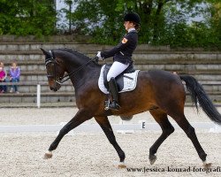 dressage horse Harry Potter (Welsh, 2005, from His Highness)