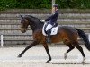 dressage horse Weltino 41 (Hanoverian, 2004, from Weltregent H)