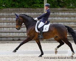 dressage horse Weltino 41 (Hanoverian, 2004, from Weltregent H)