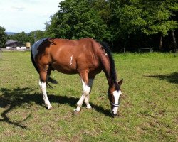 horse Gentle Giant (Pinto / Hunter, 1996, from Granatnik)