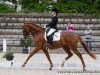 dressage horse Luminor (Hanoverian, 2008, from Londonderry)