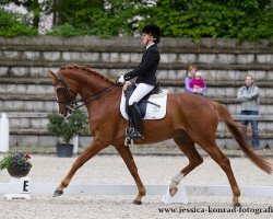 dressage horse Luminor (Hanoverian, 2008, from Londonderry)