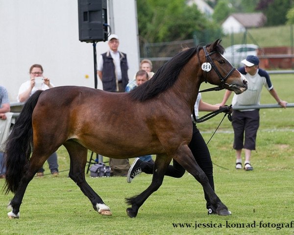 broodmare Express Colwyn Bay (Welsh-Cob (Sek. C), 1996, from Menai Myrddin)