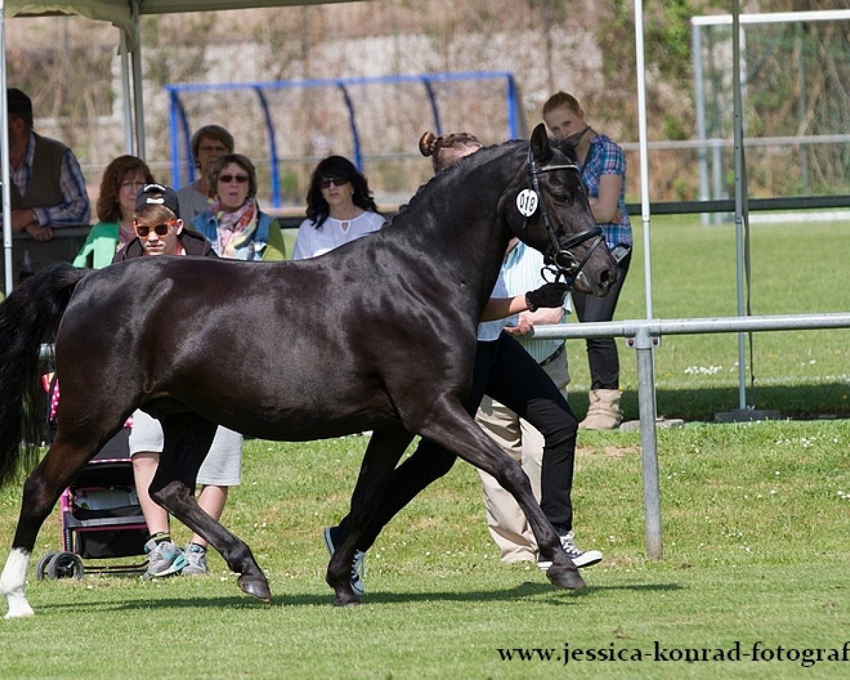 broodmare Express Cardigan Bay (German Riding Pony, 1996, from De Merel´s Demis)
