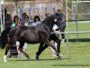 broodmare Express Cardigan Bay (German Riding Pony, 1996, from De Merel´s Demis)