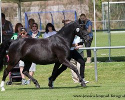 Pferd Express Cardigan Bay (Deutsches Reitpony, 1996, von De Merel´s Demis)