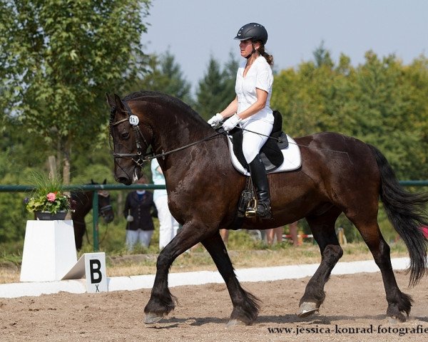 dressage horse Pius van Bildefeld (Friese,  )