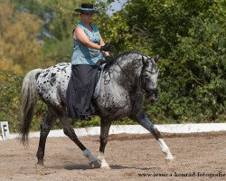 stallion Bucheck's Armani (Knabstrupper, 2001, from Apollon)