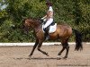 dressage horse Naranjero (Pura Raza Espanola (PRE), 2003, from Jugueton XII)