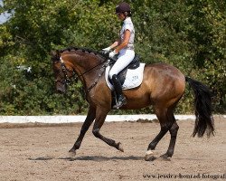 dressage horse Naranjero (Pura Raza Espanola (PRE), 2003, from Jugueton XII)