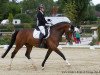 dressage horse Fabrice 56 (Oldenburg, 2009, from Farewell III)