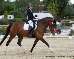 dressage horse Fabrice 56 (Oldenburg, 2009, from Farewell III)