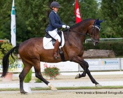 dressage horse Don Clooney (Oldenburg, 2008, from Don Romantic)