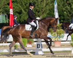 broodmare Schwarzwaldmädel (Oldenburg, 2009, from Sir Donnerhall I)