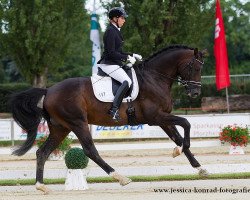 dressage horse Qaitui (German Sport Horse, 2010, from Quaterback)