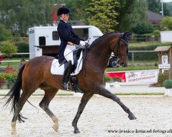 dressage horse Harkon 3 (Oldenburg, 2002, from Harvard)