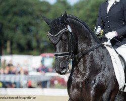 stallion Don Monet (Hanoverian, 2011, from Don Nobless)