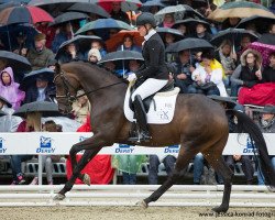 broodmare Finett 49 (Hanoverian, 2011, from Fürstenball)