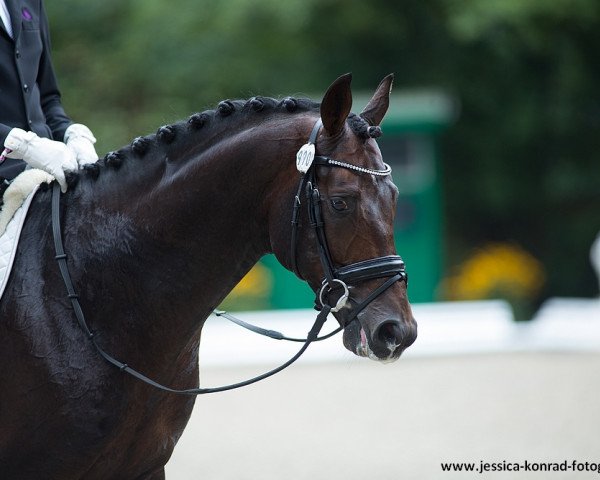 stallion Daley Thompson (Westphalian, 2009, from Damon Hill)
