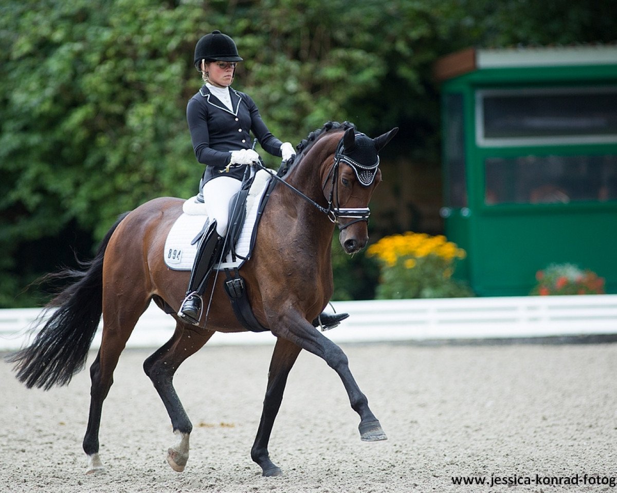 dressage horse DSP Superdry (Bavarian, 2009, from Sunny de Hus)