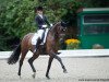 dressage horse DSP Superdry (Bavarian, 2009, from Sunny de Hus)