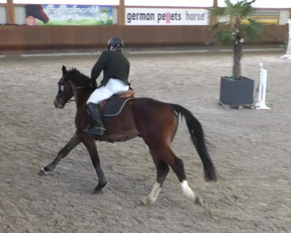 Reitturnier Dettingen 2020