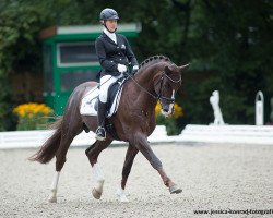 dressage horse Quotenkönig 2 (Westphalian, 2009, from Quaterback)