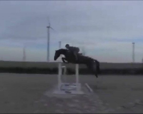 Pferd Allegra S (Oldenburger, 2008, von Allegro Uno)