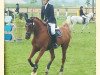 jumper Lauries Red (Hanoverian, 2006, from Lauries Crusador xx)