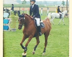 jumper Lauries Red (Hanoverian, 2006, from Lauries Crusador xx)