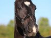 dressage horse First Design (Hanoverian, 2009, from Fuerst Rousseau)